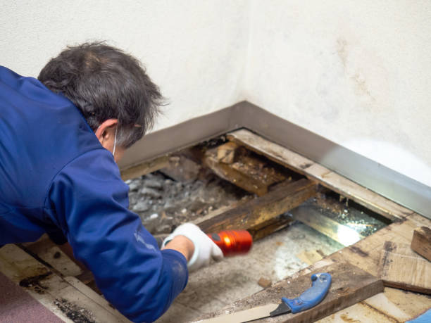 Best Local Mold Removal Service  in Mcdonald, OH