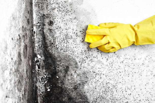 Best Mold Remediation  in Mcdonald, OH