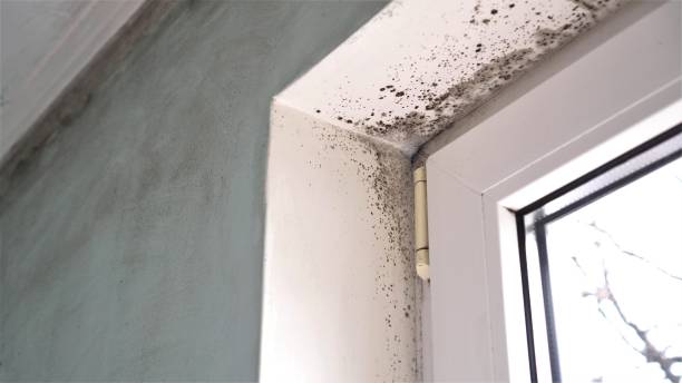 Best Mold Removal Specialists  in Mcdonald, OH