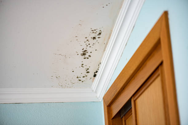 Best Toxic Mold Removal  in Mcdonald, OH
