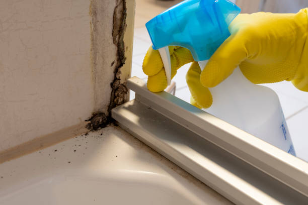 Mold Removal and Inspection in Mcdonald, OH