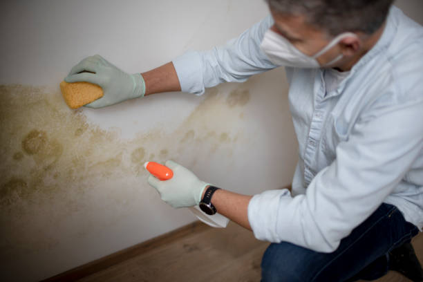 Best Office Mold Removal Services  in Mcdonald, OH