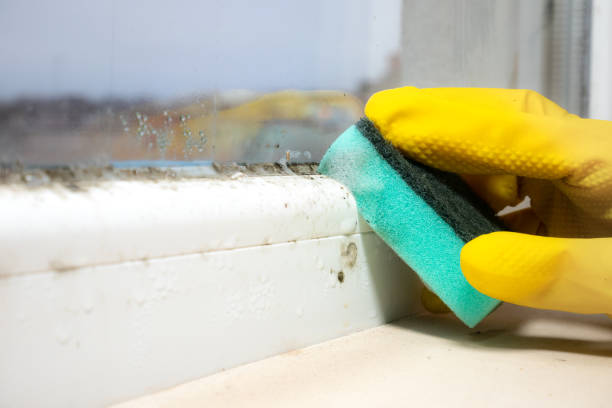 Best Mold Damage Repair  in Mcdonald, OH