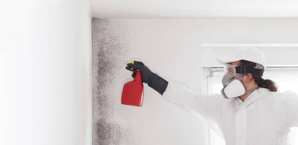 Professional Mold Removal in Mcdonald, OH