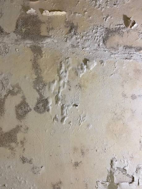 Best Mold Removal Specialists  in Mcdonald, OH
