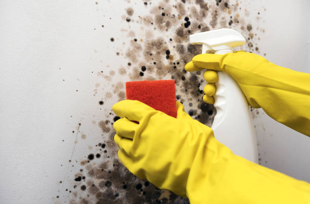 Best Emergency Mold Removal  in Mcdonald, OH