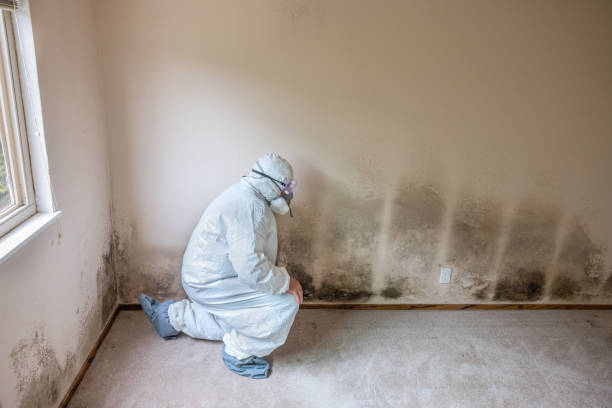 Best Professional Mold Removal  in Mcdonald, OH