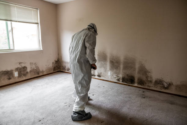Best Fast Mold Removal  in Mcdonald, OH