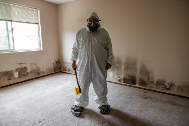 Best Fast Mold Removal  in Mcdonald, OH