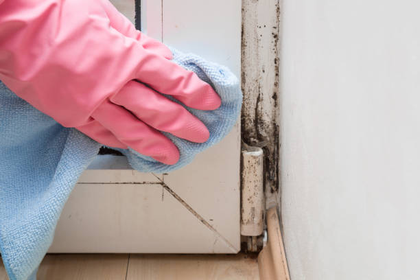 Best Mold Remediation Experts  in Mcdonald, OH