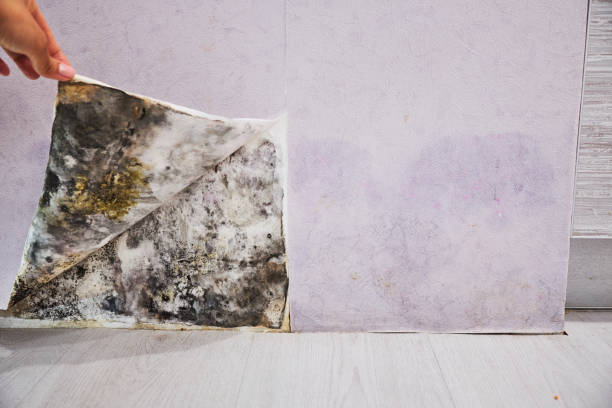 Best Affordable Mold Removal  in Mcdonald, OH
